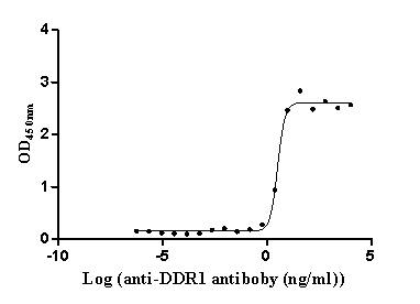 DDR1 Antibody (7F6)