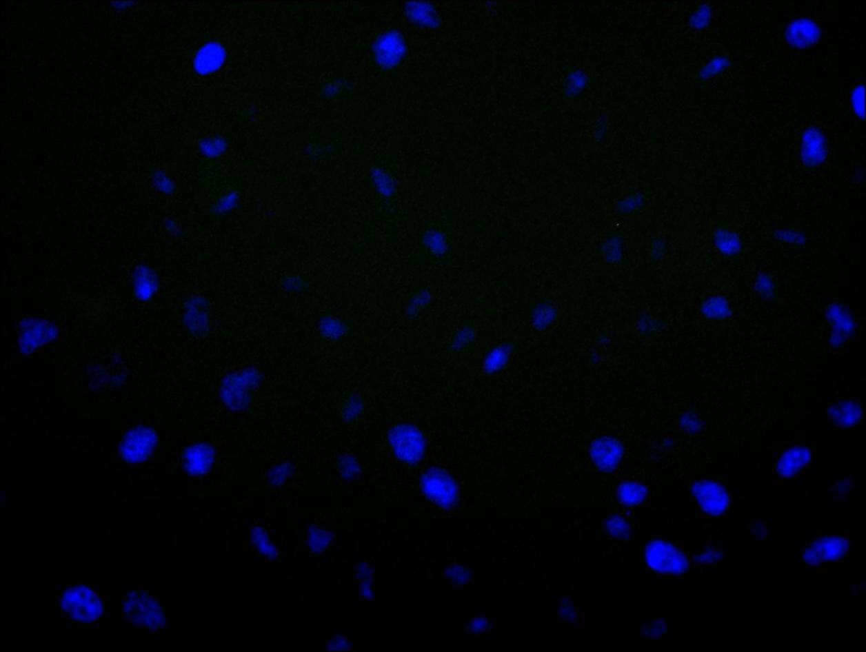 Aromatase Antibody (1H1)
