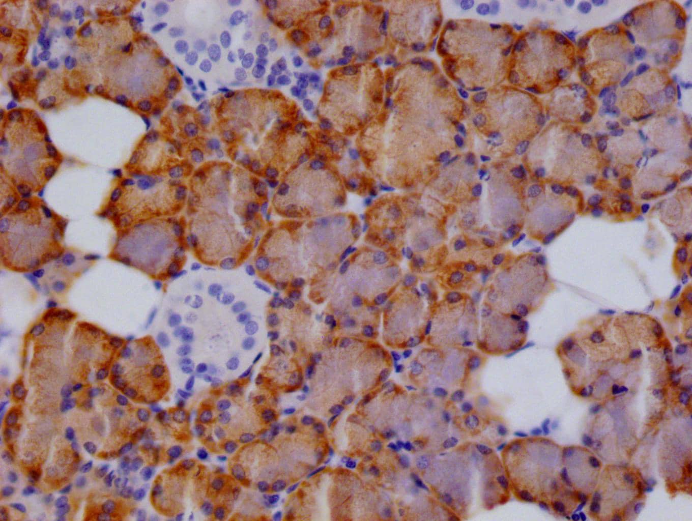 CTP synthase Antibody (13B6)