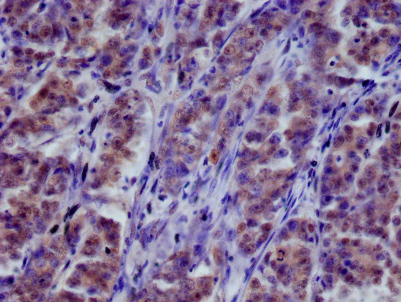 COP9 Antibody (3F9)