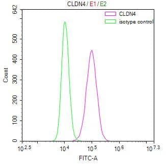 Claudin-4 Antibody (10F4)