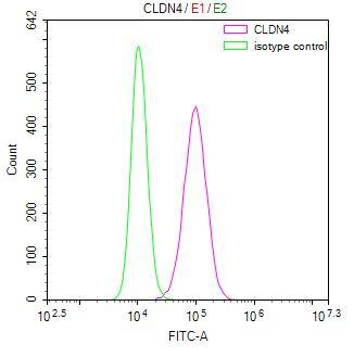 Claudin-4 Antibody (6E10)