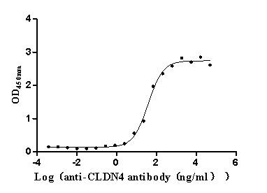 Claudin-4 Antibody (8G7)
