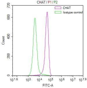 Choline Acetyltransferase/ChAT Antibody (8E7)