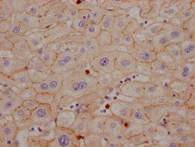 CEACAM1/CD66a Antibody (10H8)