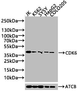 Cdk6 Antibody (8G3)