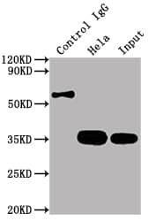 CDK4 Antibody (8F2)