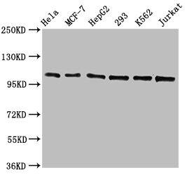 CDC5L Antibody (1E3)
