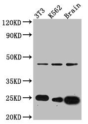 CDC42 Antibody (3C3)