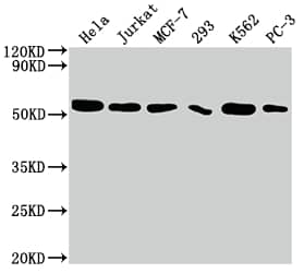 CDC37 Antibody (10C3)