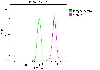 CDC37 Antibody (10C3)