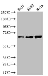 CD58/LFA-3 Antibody (13G5)