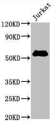 CD4 Antibody (2B7)