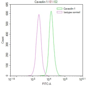 Caveolin-1 Antibody (2A7)