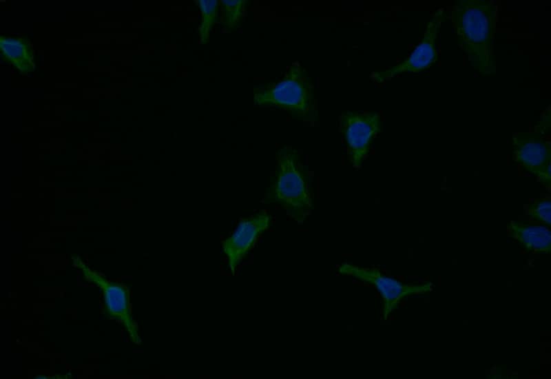 Caspase-9 Antibody (8G5)