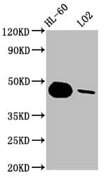 Caspase-9 Antibody (2D5)