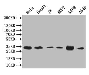 Caspase-3 Antibody (14C1)