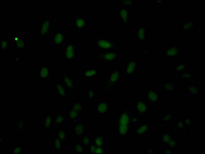 Caspase-3 Antibody (5B2) - Pro