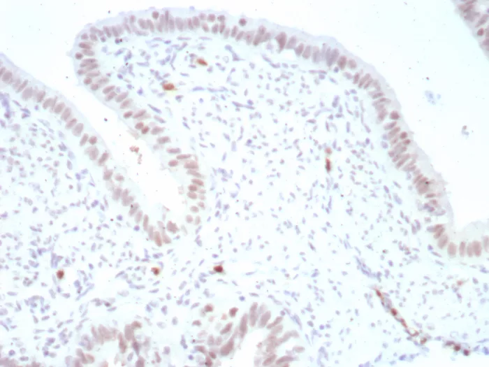 Pax4 Antibody (PAX4/7599)