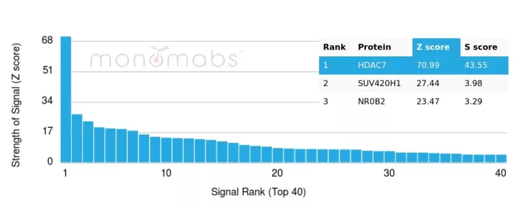 HDAC7 Antibody (PCRP-HDAC7-1B6)