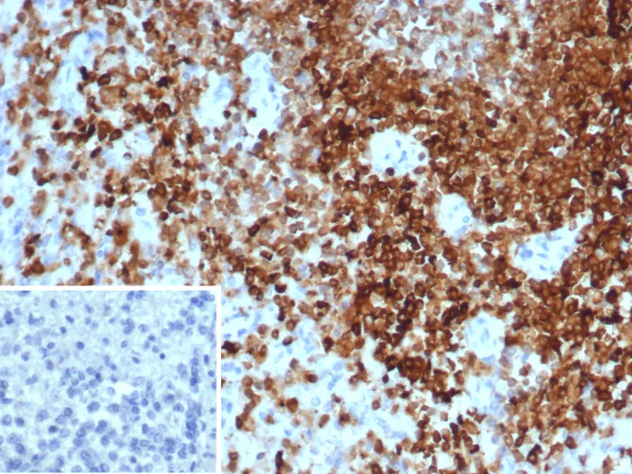 SHP-1 Antibody (PTPN6/7543)