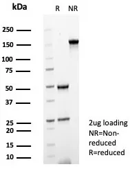 SHP-1 Antibody (PTPN6/7544)