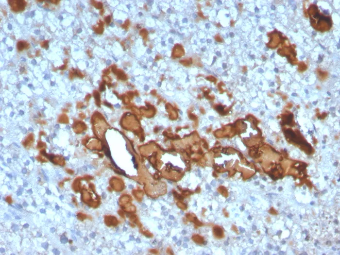 CCL23/Ck beta 8-1/MIP3 Antibody (CCL23/4034)