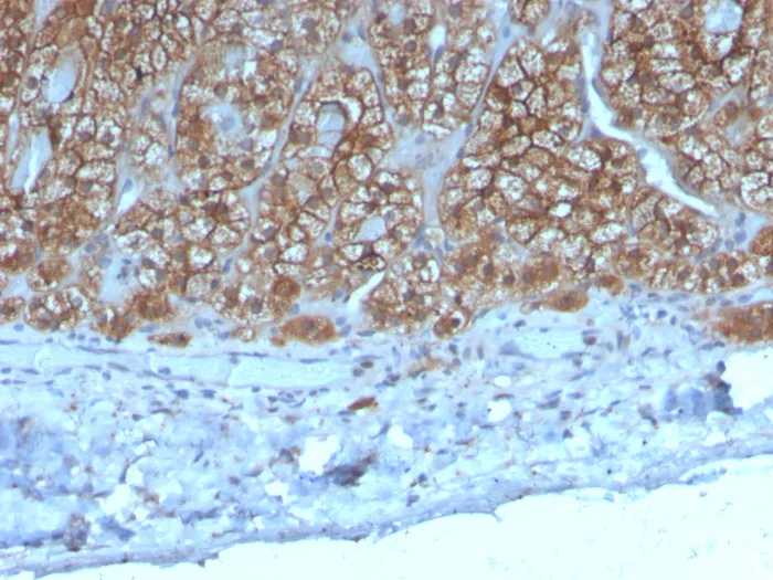 CCL23/Ck beta 8-1/MIP3 Antibody (CCL23/4036)