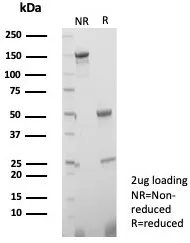 TGF-beta 3 Antibody (TGFB3/4801)