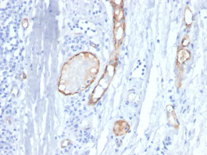 vWF-A2 Antibody (VWF/4458)