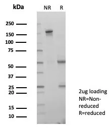 LIN-28A Antibody (PCRP-LIN28A-1E2)