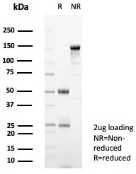 Siglec-10 Antibody (SIGLEC10/7581)