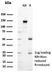 Siglec-10 Antibody (SIGLEC10/7582)