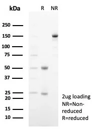 Siglec-10 Antibody (SIGLEC10/7583)