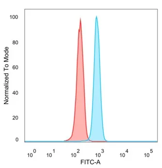 ZNF488 Antibody (PCRP-ZNF488-2D8)