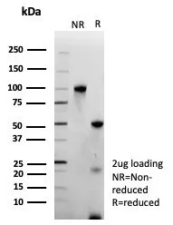 ERG Antibody (ERG/9122R)