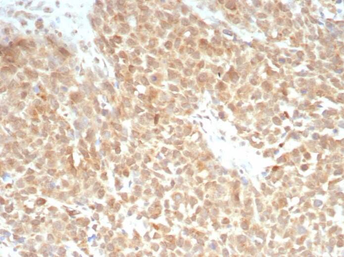 xCT Antibody (SLC7A11/9136R)