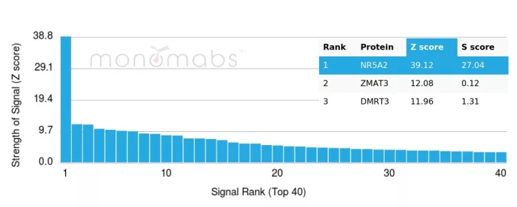 LRH-1/NR5A2 Antibody (PCRP-NR5A2-1B8)