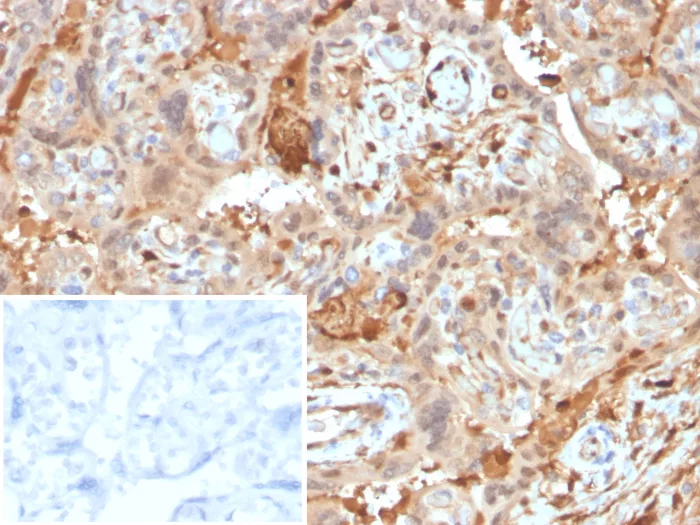 alpha 1-Microglobulin Antibody (AMBP/4536)