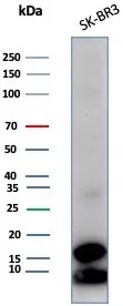 GCHFR Antibody (GCHFR/7732)