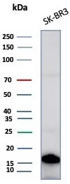 GCHFR Antibody (GCHFR/7734)