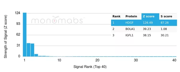 HDGF Antibody (PCRP-HDGF-1D1)