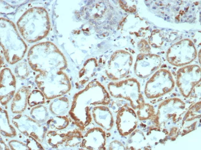 MR1 Antibody (MR1/7577)