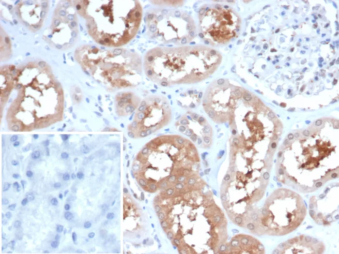 HSP90 alpha Antibody (HSP90AA1/7247)