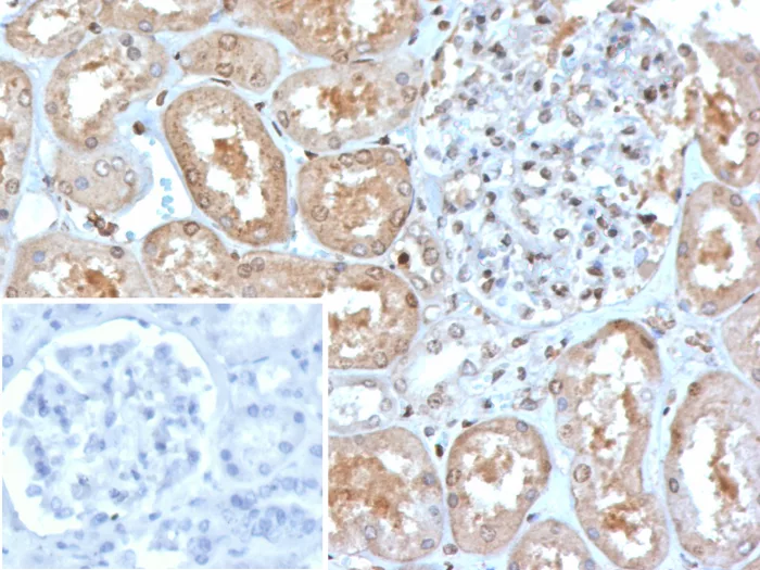 MxA/Mx1 Antibody (MX1/7527)