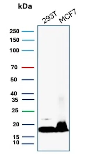 NM23-H2/NME2 Antibody (NME2/6434)