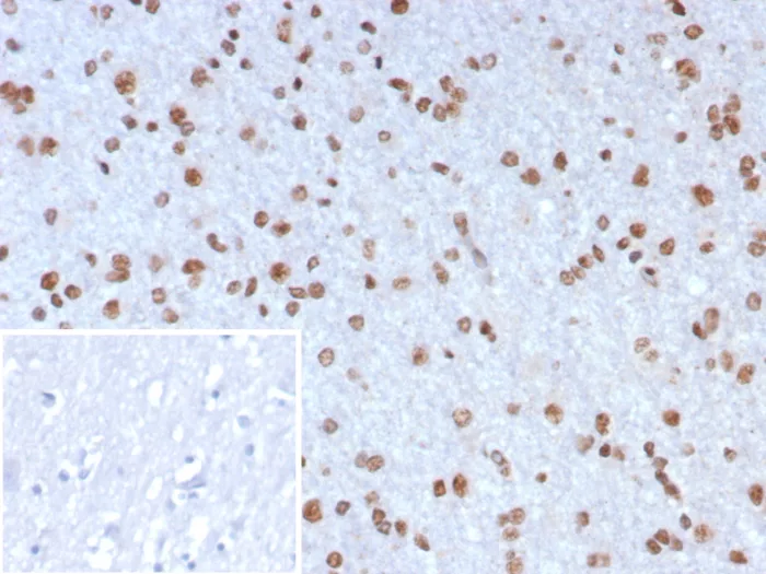 Neurogenin-3 Antibody (NGN3/7698)