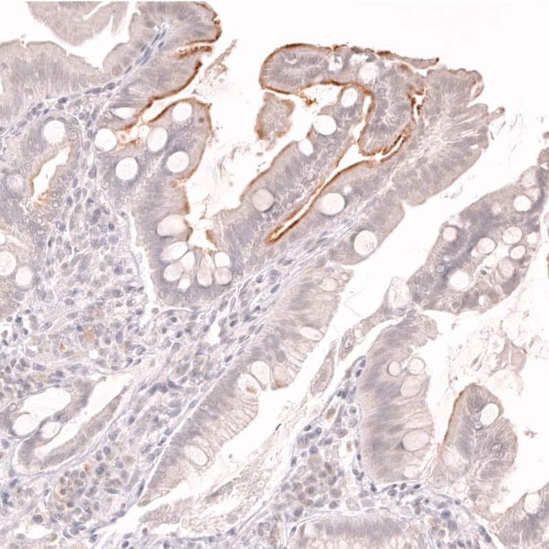 Lactase Antibody (CL14122)