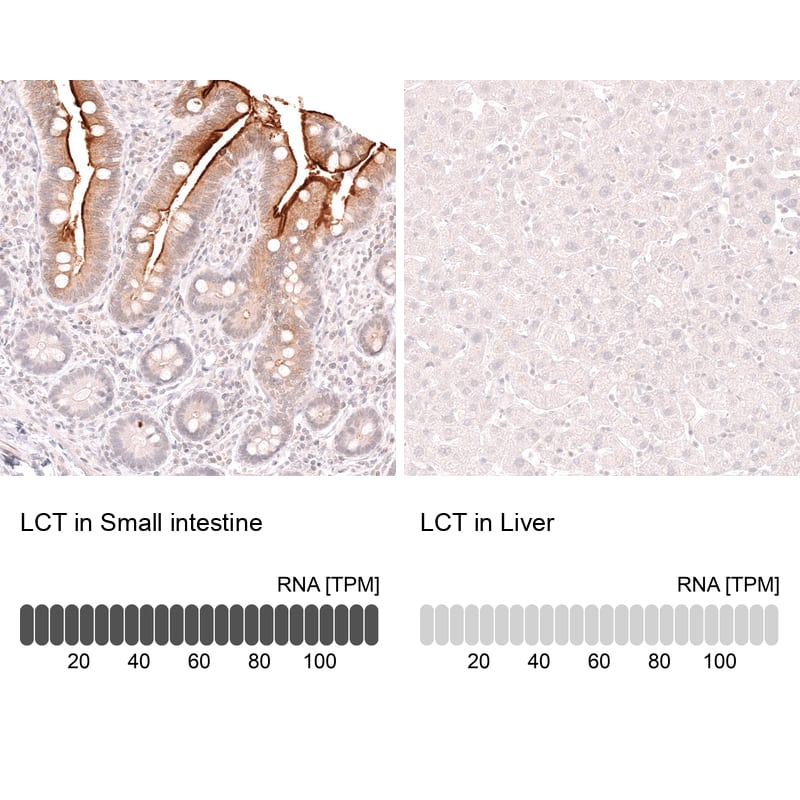 Lactase Antibody (CL14164)