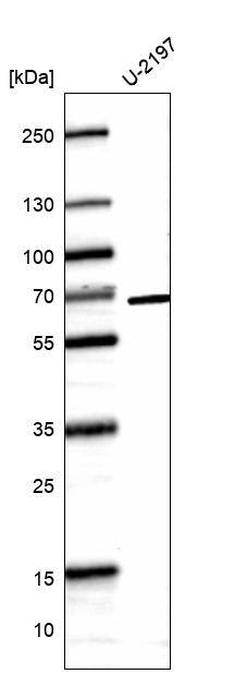 CDC2L6 Antibody (CL14114)